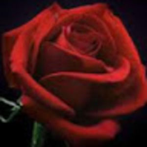 Meet your Posher, Renell